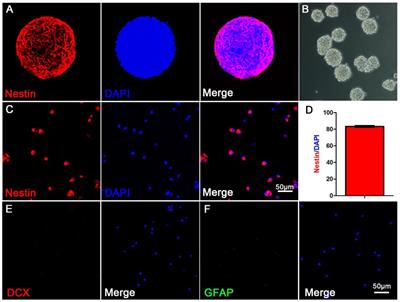 Methyl 3,4-Dihydroxybenzoate Induces Neural Stem Cells to Differentiate Into Cholinergic Neurons in vitro